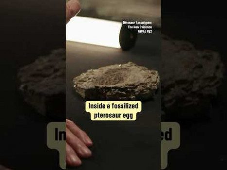 Inside a fossilized pterosaur egg ???? #fossil #archaeology #davidattenborough
