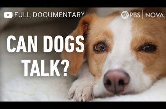 Can Dogs Talk? | Full Documentary | NOVA | PBS